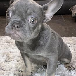 French Bulldog All Grown Up from GC Bulldogs
