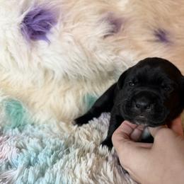 Light blue - Black male Cane Corso puppy in Opelousas, Louisiana from Azelees Cane Corso