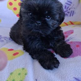 Whisper - Black and tan female Shih Tzu puppy in Sulpher Springs, Texas from Pams Precious Shih Tzus