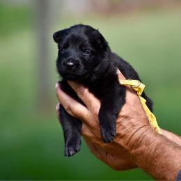 Yellow - Black female German Shepherd puppy in Cherryville, North Carolina from Masky Kennel