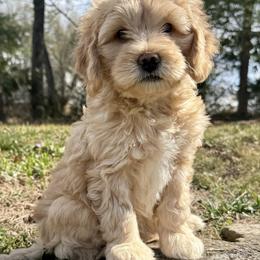 Linen - Cream female Goldendoodle puppy in Hendersonville, North Carolina from Kim's Cove Dog Co.