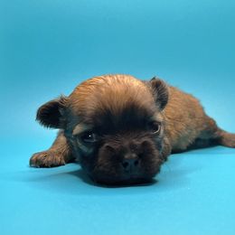 Bix - Chocolate sabled fawn female Chihuahua puppy in Silver Summit, Utah from Snow Peak Kennel