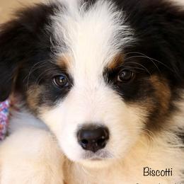 Biscotti - Black tri-color Australian Shepherd puppy in Hurricane, Utah from Coral Sun Aussies