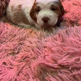 English Springer Spaniel Puppies from English Springer Spaniels at Lands Lodge