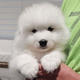 Cruise - White and biscuit male Samoyed puppy in West Jordan, Utah from Rocky Mountain Samoyeds