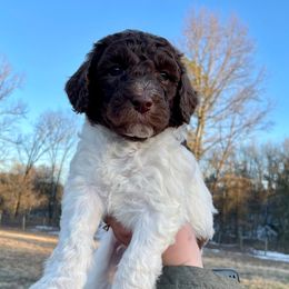 Poodles from Piney creek pups