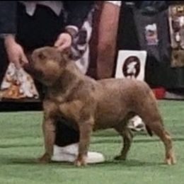 Carmen - American Bully
