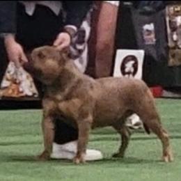 Carmen - American Bully