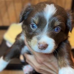 Chianti - Red tri female Miniature Australian Shepherd puppy in Massapequa, New York from All That Auss Mini Aussies