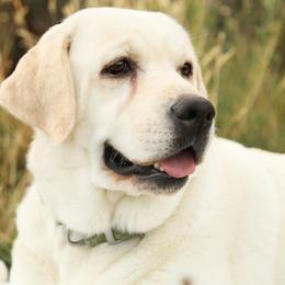 Labrador Retriever puppies from Heavenly polar labs
