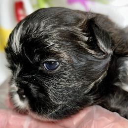 Remmy - Black and white male Shih Tzu puppy in Victorville, California from Precioustzus