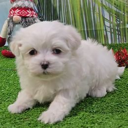Duncan - White male Maltese puppy in Aurora, Missouri from KnJ Precious Paws LLC