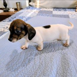 Henry - Piebald male Dachshund puppy in Jerusalem, Ohio from Twin Hickory Ranch