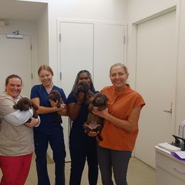 Labrador Retriever Puppies from Spirit Oaks Labrador Retrievers