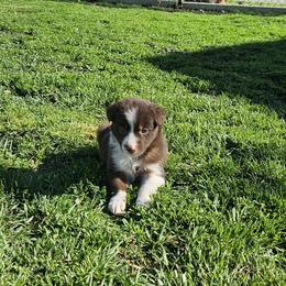 Girl 4 - Red female Border Collie puppy in Wakeman, Ohio from Sandstone Ridge Kennels