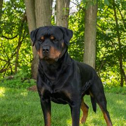 Ace - Rottweiler