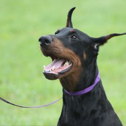 Pink - Doberman Pinscher