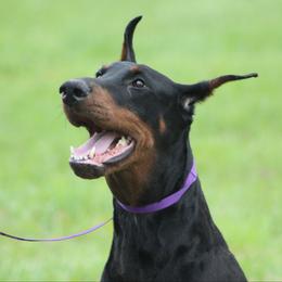 Pink - Doberman Pinscher