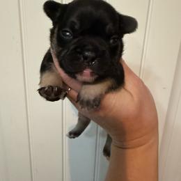 Little bear - Black and tan male French Bulldog puppy in Ludowici, Georgia from Royal Destiny Kennels