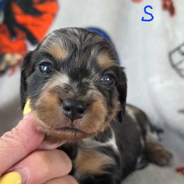 Scarlett - Dapple female Dachshund puppy in Watertown, New York from Valley Springs Daschunds