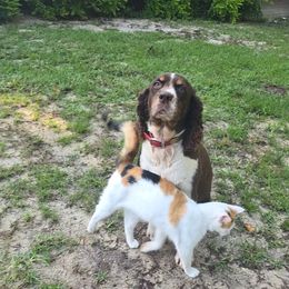 Boykin Spaniel and English Springer Spaniel Puppies from 31 Pines Springers & Retrievers