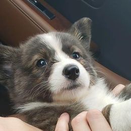Cardigan Welsh Corgi and Pekingese Puppies from Patrick Ormos' Corgis and Pekingese