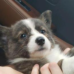 Cardigan Welsh Corgi and Pekingese Puppies from Patrick Ormos' Corgis and Pekingese