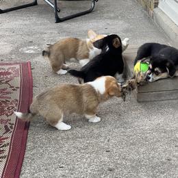 Pembroke Welsh Corgi Puppies from Carousel Corgis
