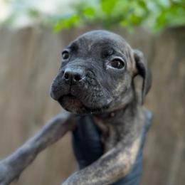 Spirit - Black brindle male Cane Corso puppy in Houston, Texas from Mortaio Cane Corso