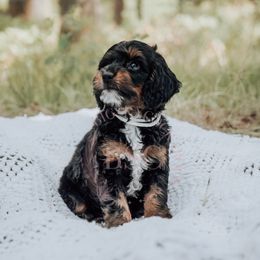 White girl - Black and tan female Cockapoo puppy in Missoula, Montana from Big Sky Cockapoos