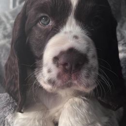 English Springer Spaniels from Pack Leader Nation