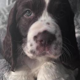 English Springer Spaniels from Pack Leader Nation