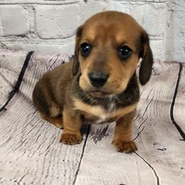 Sam - Red male Dachshund puppy in Anaconda, Montana from Williams Family Dachshunds