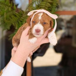 Puppy Pick 2 - Red  male Goldendoodle puppy in Whitesburg, Georgia from Asbury & Co Farms