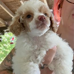 Schnookums - Parti male Poodle puppy in Salem, Oregon from Oregon Poodle Oodle Doodles