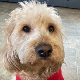   - Goldendoodle