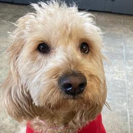   - Goldendoodle