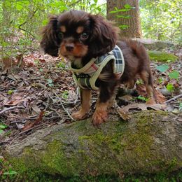 Charlie - Cavalier King Charles Spaniel