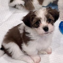 Havanese Puppies from Delightful Havanese