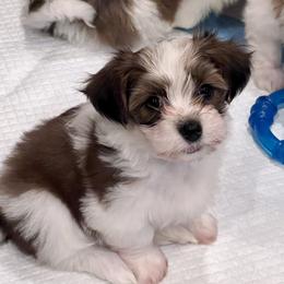 Havanese Puppies from Delightful Havanese