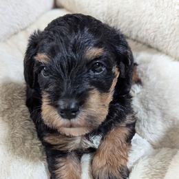 Boy 2 - Black male Schnoodle puppy in Holmesville, Ohio from Pawsome Puppies