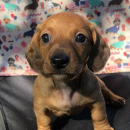 Dachshund Puppies from Vibrant Eyes Doxies