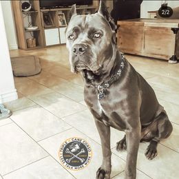 Cane Corso All Grown Up from Triple H Cane Corso
