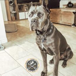 Cane Corso All Grown Up from Triple H Cane Corso