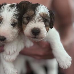 Wire Fox Terriers from Adrianna Shramenko