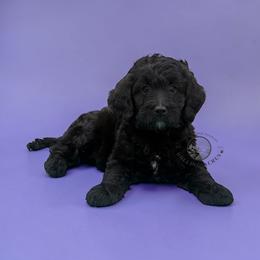 Girl 2 - Black female Goldendoodle puppy in Maryville, Missouri from Rolling Acres Doodles and Poodles