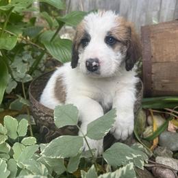 Waverly - Brown and white male Saint Berdoodle puppy in Traverse City, Michigan from Bare Paws Saint Berdoodles