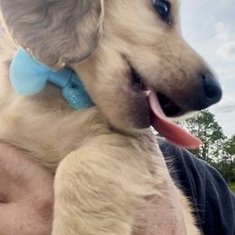 Dachshund Puppies from Island Farms Mimi’s Dachshunds Florida