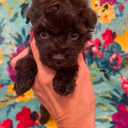 Liver 2 - Liver male Miniature Schnauzer puppy in Malvern, Arkansas from Deep South Miniature Schnauzers