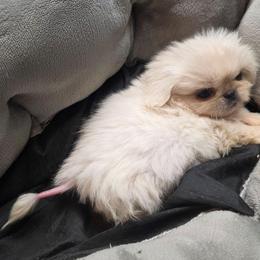 Tiny Tim - White male Pekingese puppy in Winchester, Virginia from Posh Pekingese